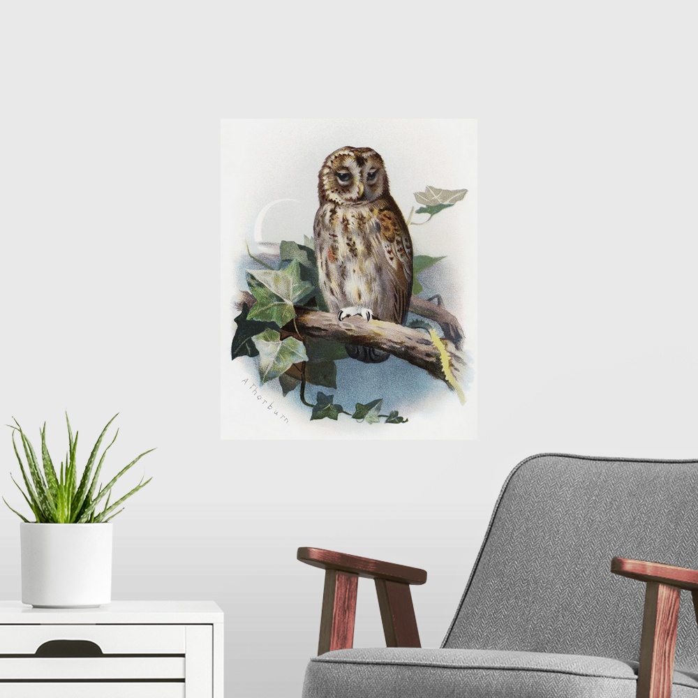 A modern room featuring Tawny owl. Historical artwork of a tawny owl (Strix aluco). This is a nocturnal predator that inh...