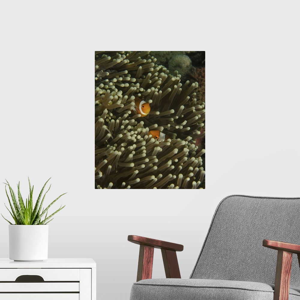 A modern room featuring A pair of anemonefish in its host anemone, Lembeh Strait, Indonesia.