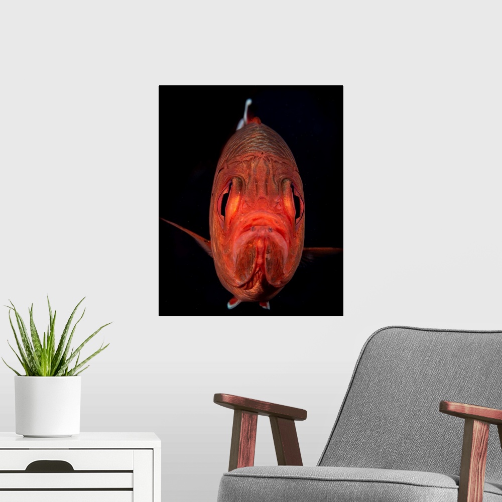 A modern room featuring A portrait of a soldierfish with a perpetual frown.