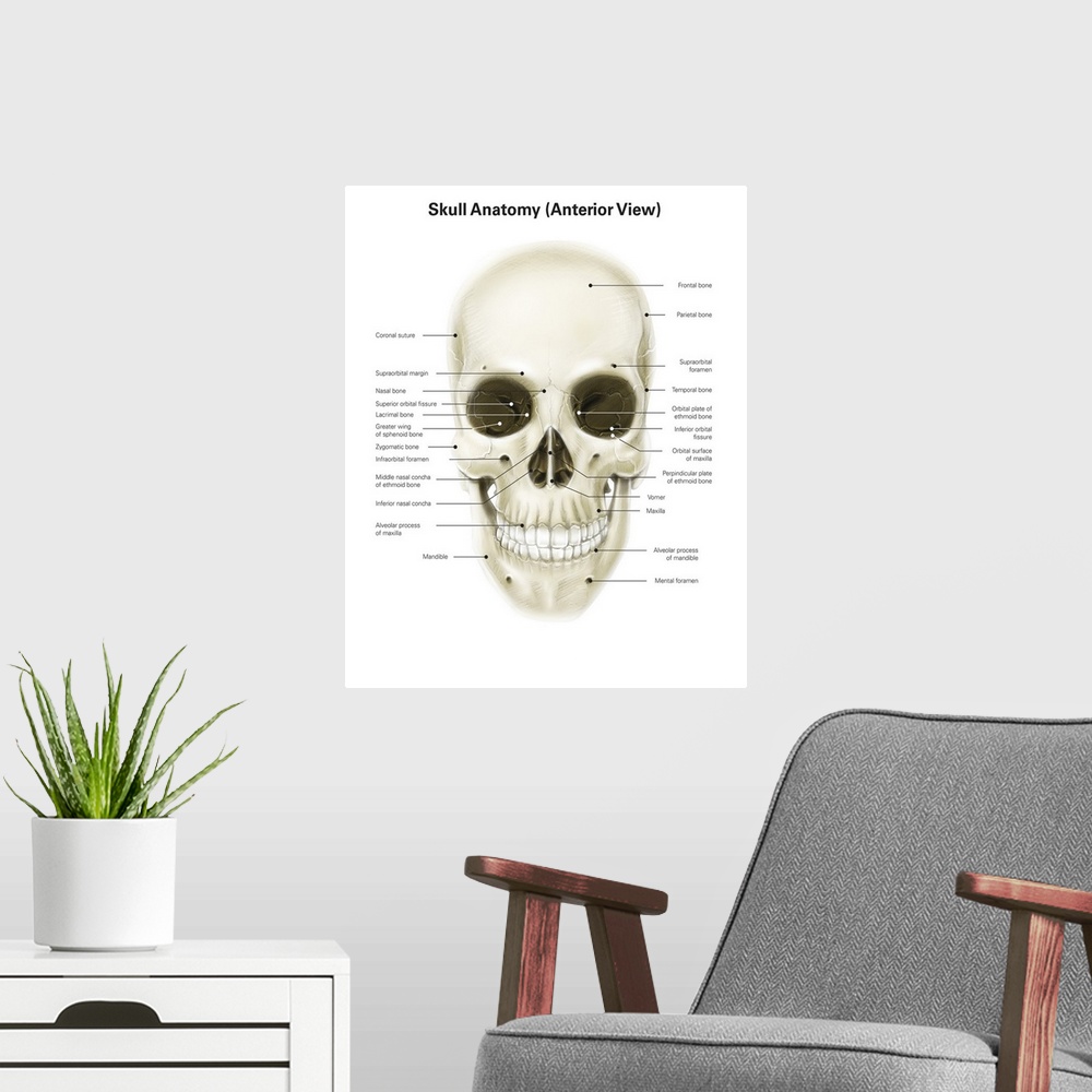 A modern room featuring Anterior view of human skull, with labels.