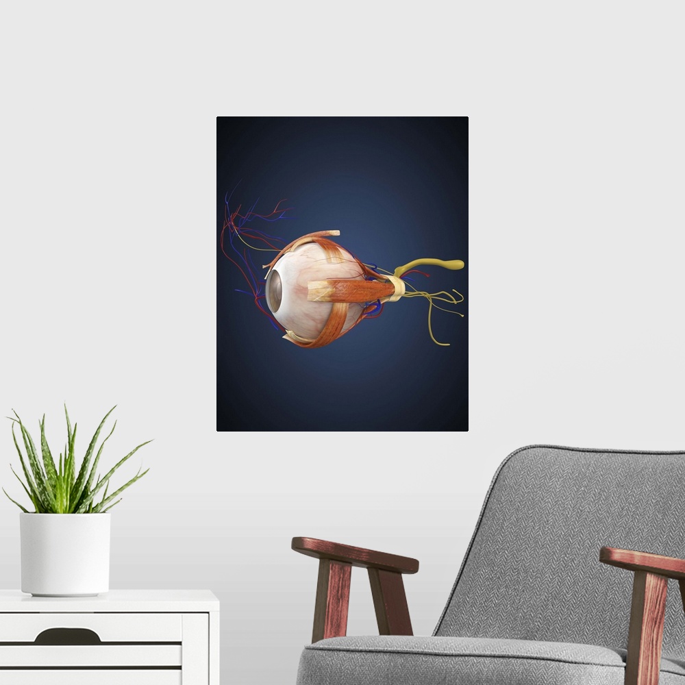 A modern room featuring Human eye with muscles and circulatory system.
