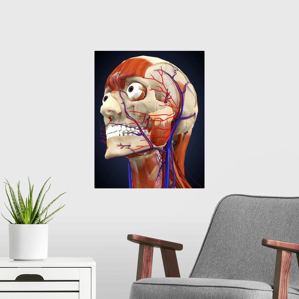 A modern room featuring Human head with bone, muscles and circulatory system.