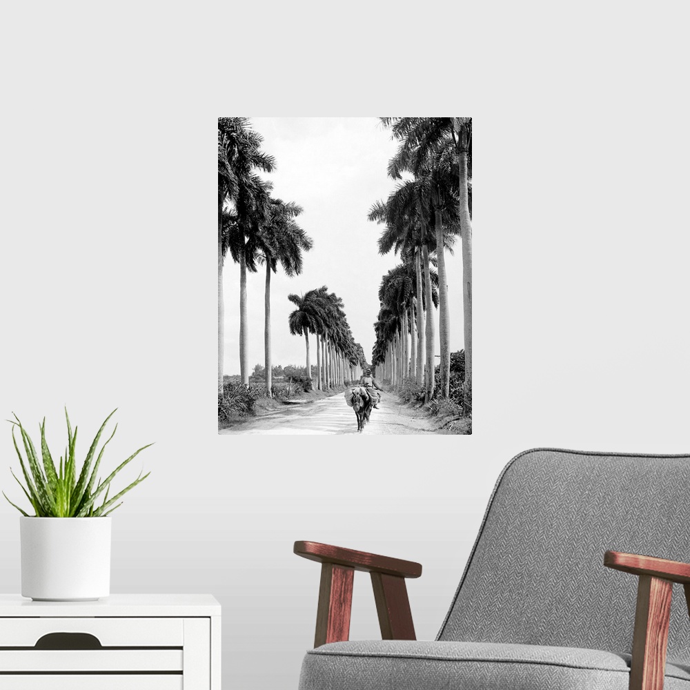 A modern room featuring Havana, Palm Trees, C1900. Avenue Of the Palms In Havana, Cuba. Photograph, C1900.