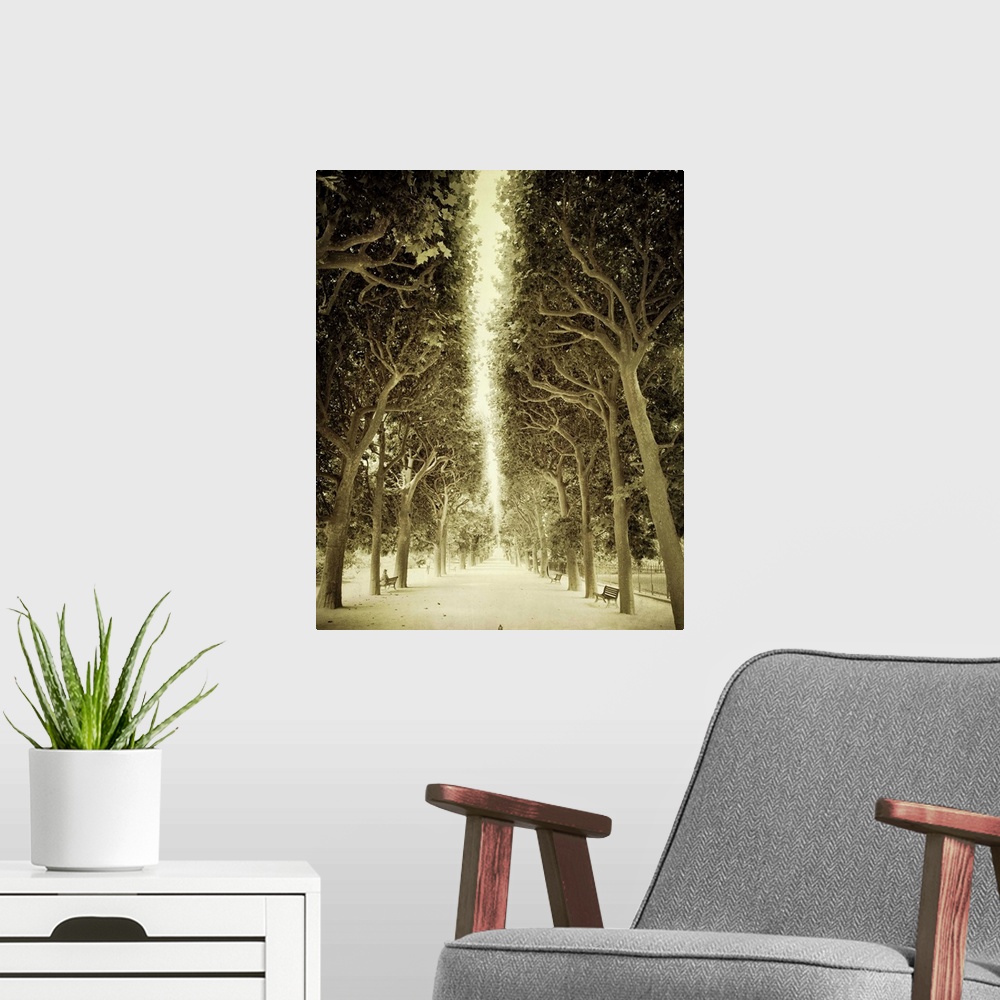 A modern room featuring Sepia toned photograph of the alley of trees in front of the Jardin des Plantes in Paris, France.