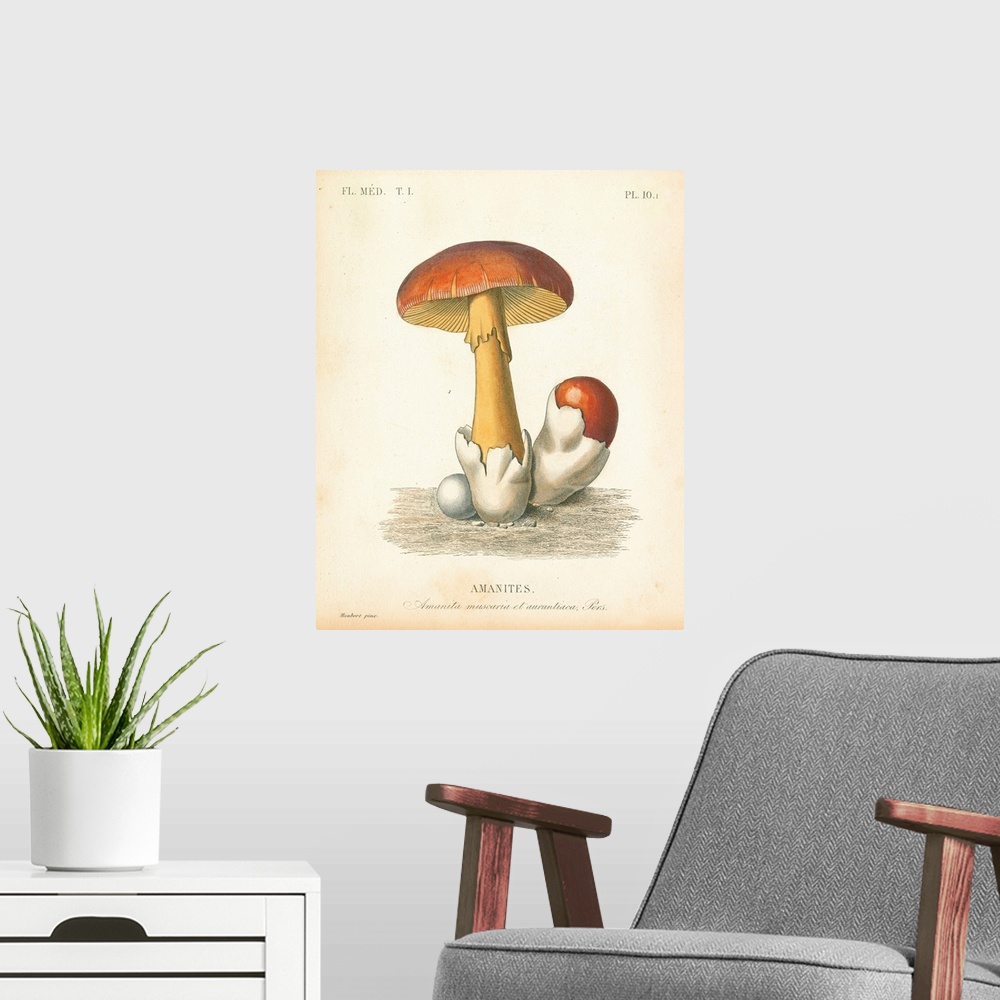A modern room featuring French Mushrooms II