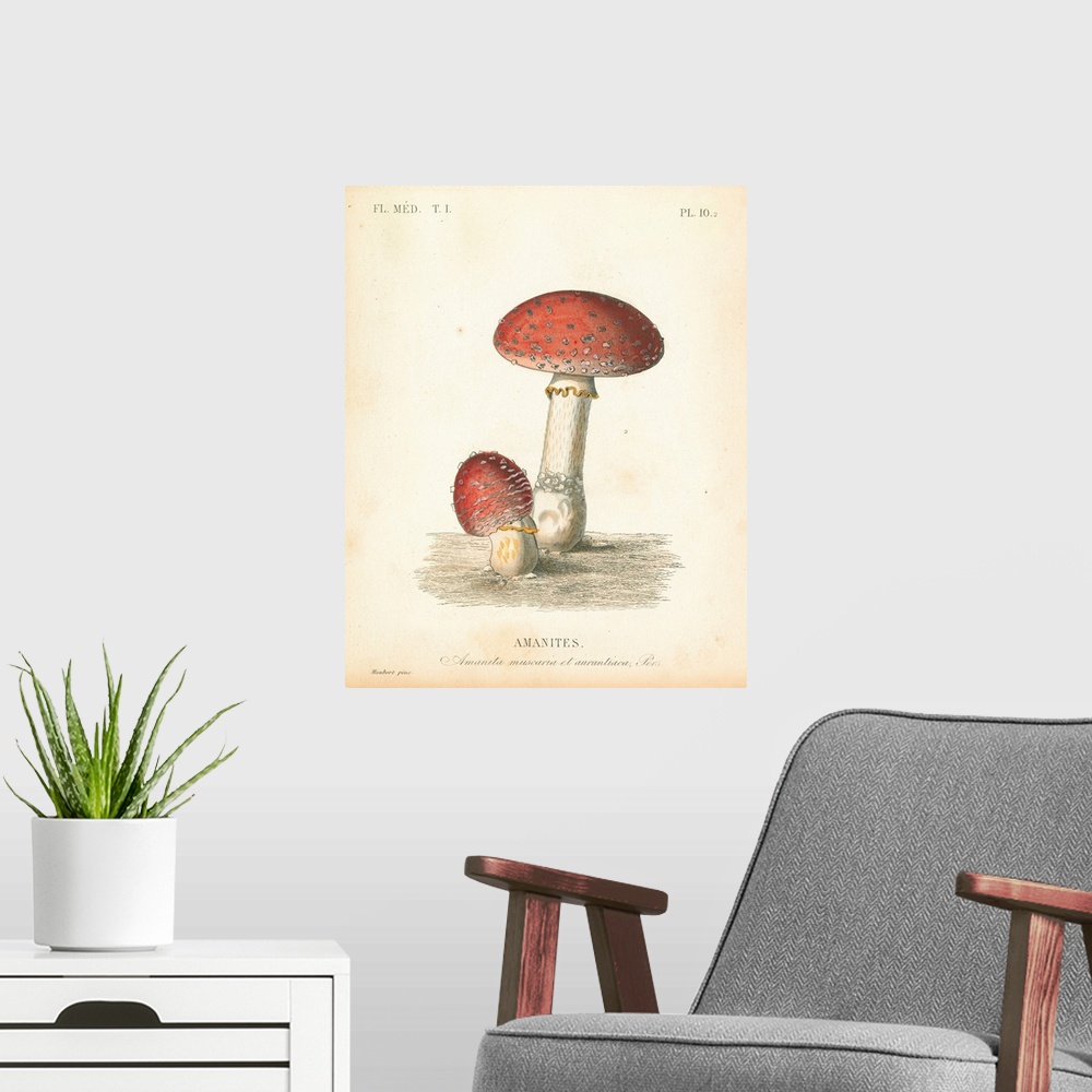 A modern room featuring French Mushrooms III