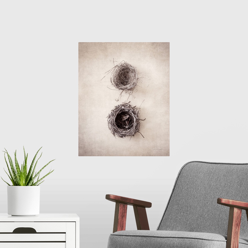 A modern room featuring Antique style photograph of two empty bird's nests.