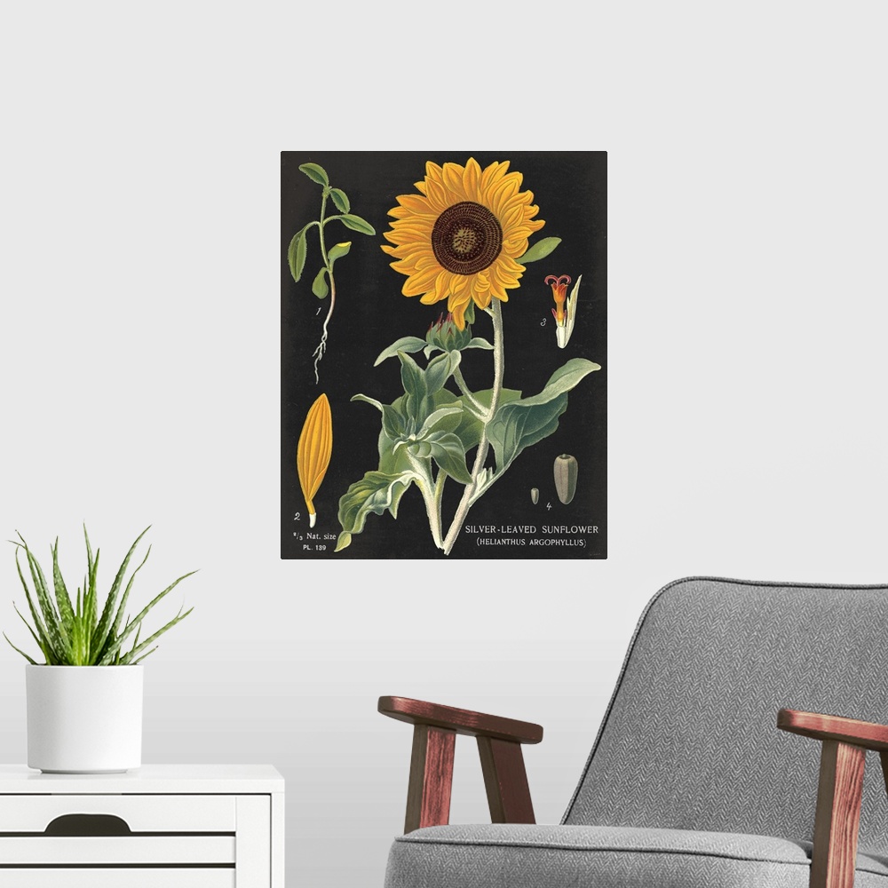 A modern room featuring Sunflower Chart