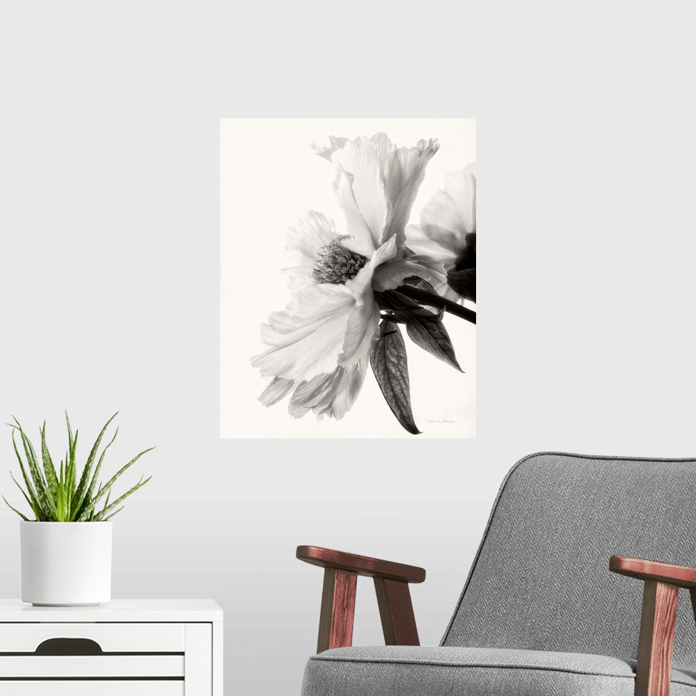 A modern room featuring Black and white photograph of a translucent peony.