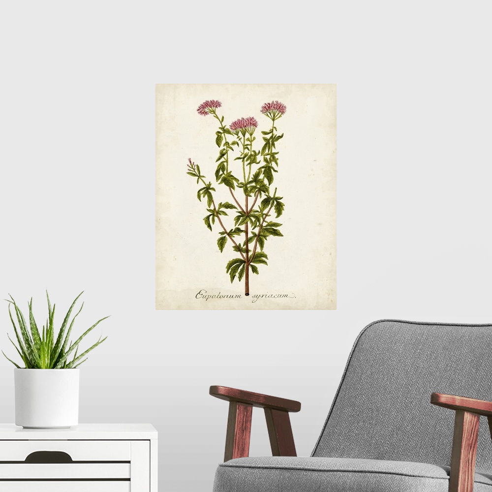 A modern room featuring Antique Herb Botanical I
