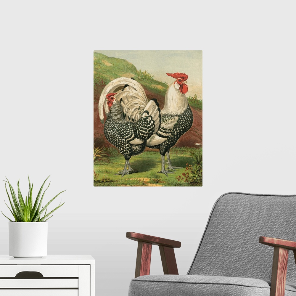 A modern room featuring Cassell's Roosters III