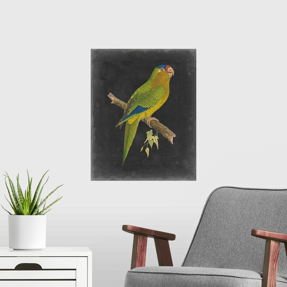 A modern room featuring Dramatic Parrots V