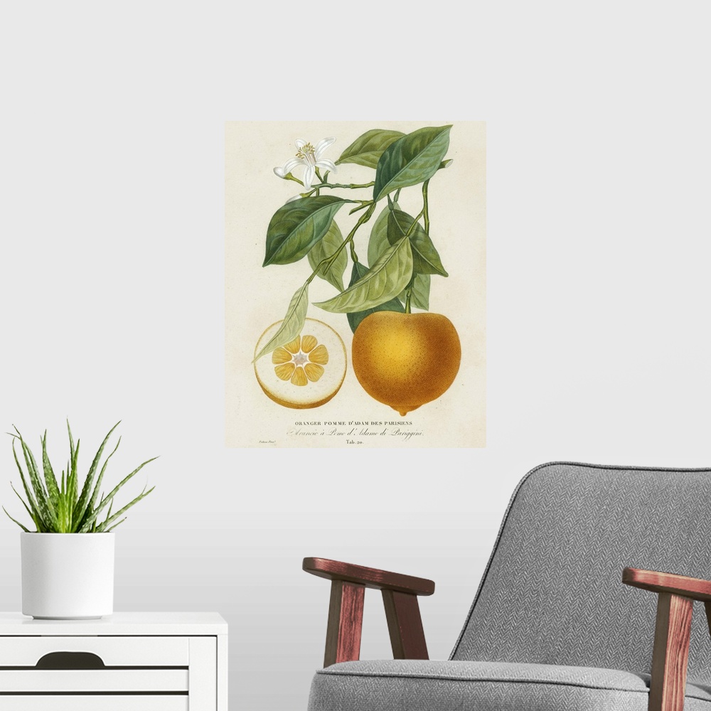 A modern room featuring Contemporary artwork of a botanical illustration in a vintage style.