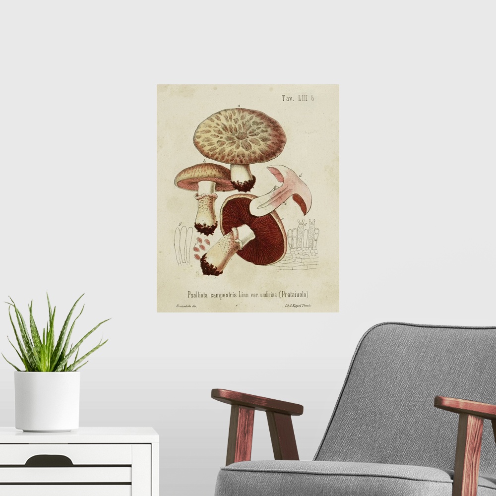 A modern room featuring Mushroom Varieties II