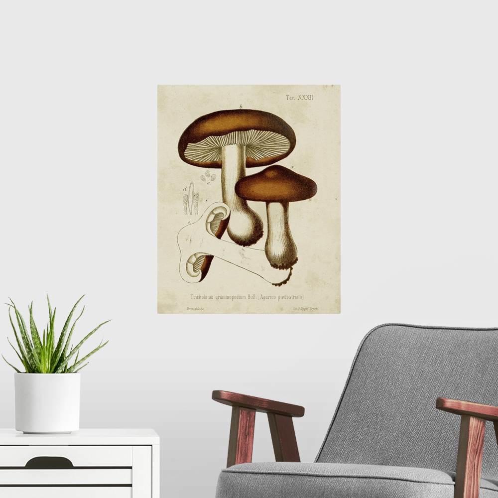 A modern room featuring Mushroom Varieties VI
