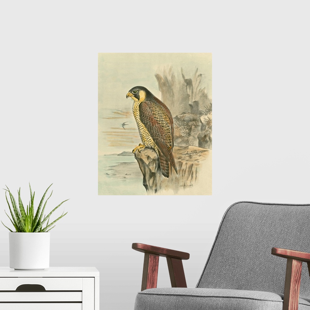 A modern room featuring Peregrine Falcon