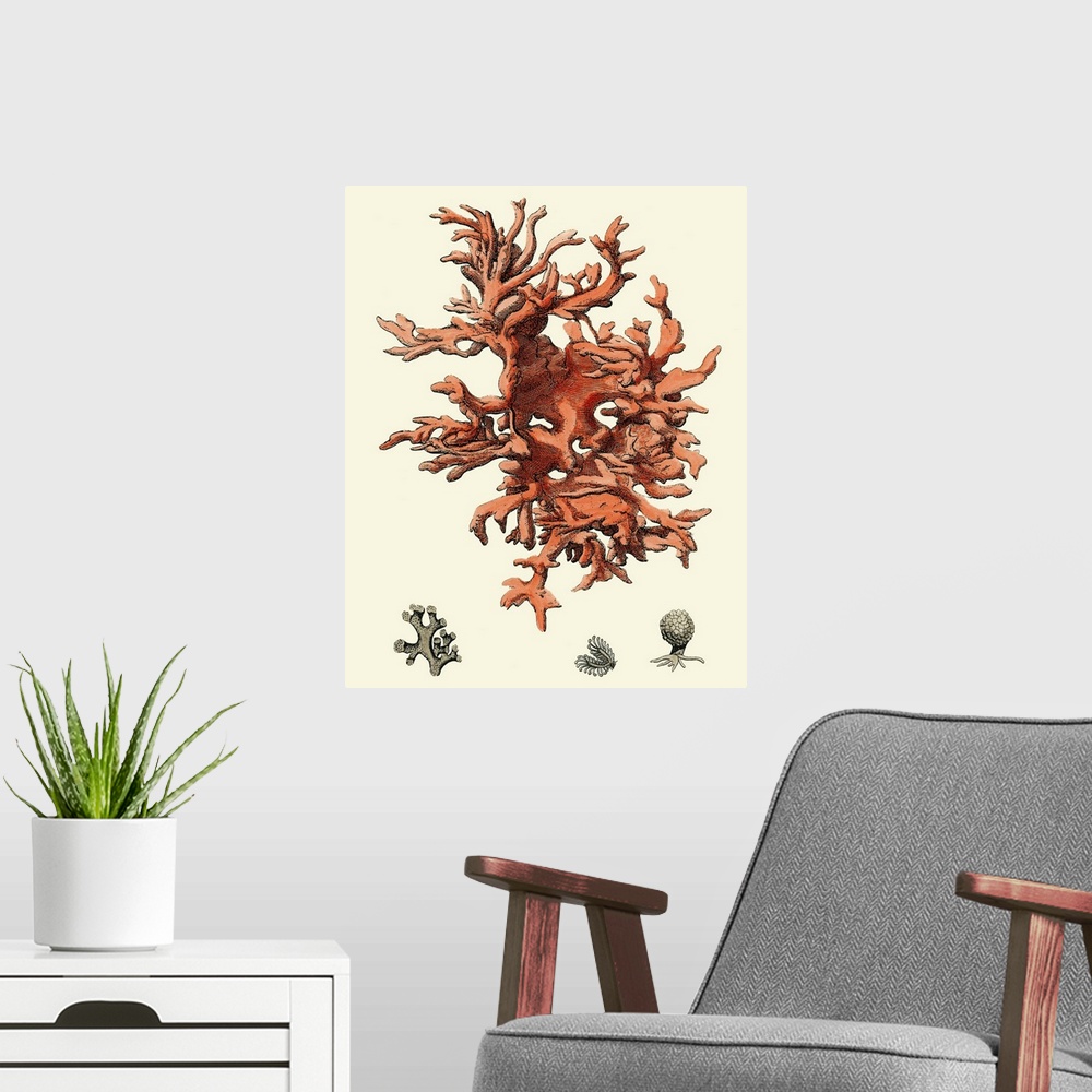 A modern room featuring Contemporary artwork of a vintage style red coral illustration.