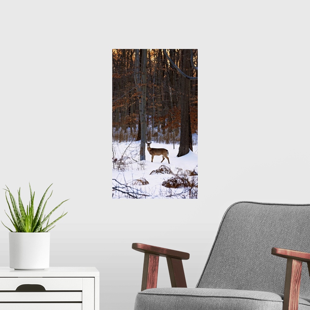 A modern room featuring Deer In The Snow