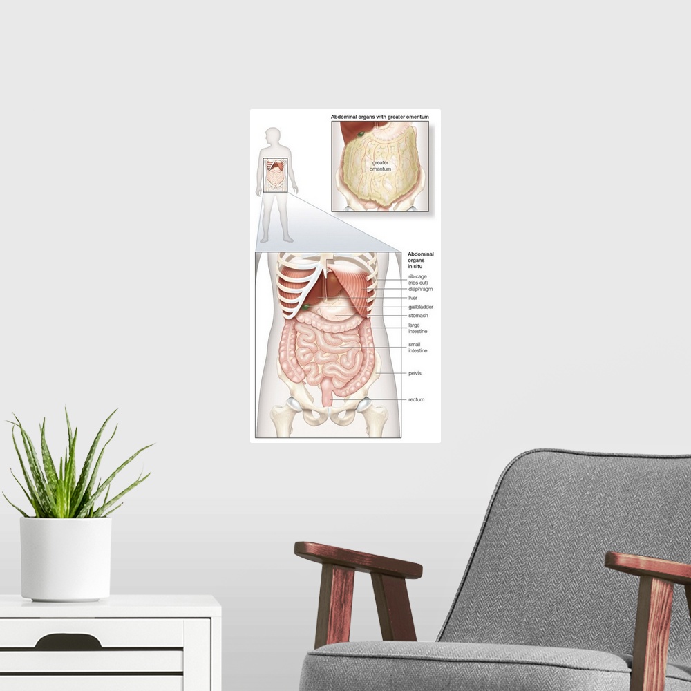A modern room featuring Abdominal organs in situ. abdominal cavity, digestive system