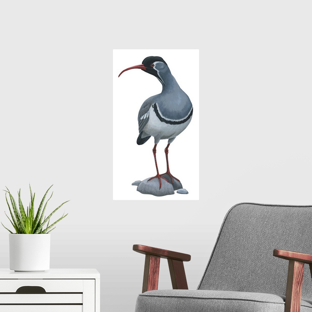 A modern room featuring Educational illustration of the ibisbill.