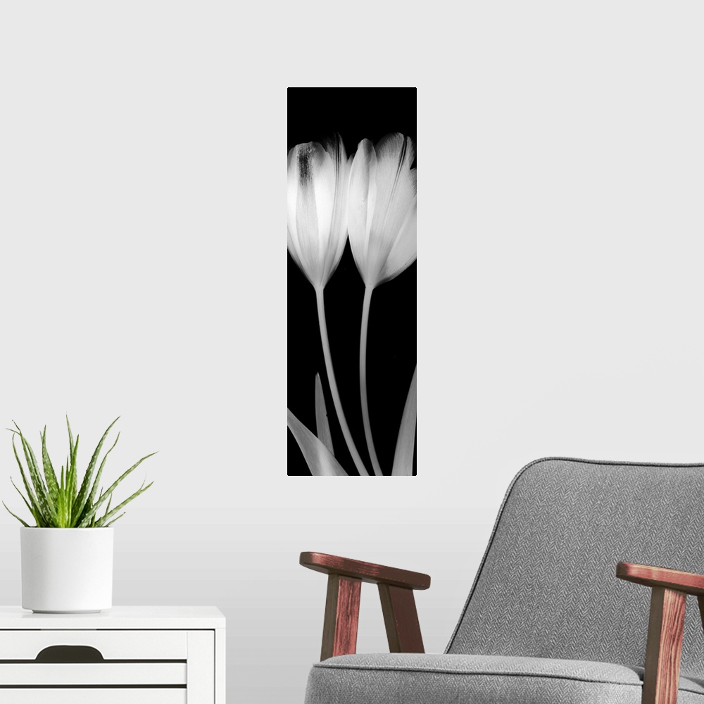 A modern room featuring Vertical x-ray photograph of two tulips on a dark background.
