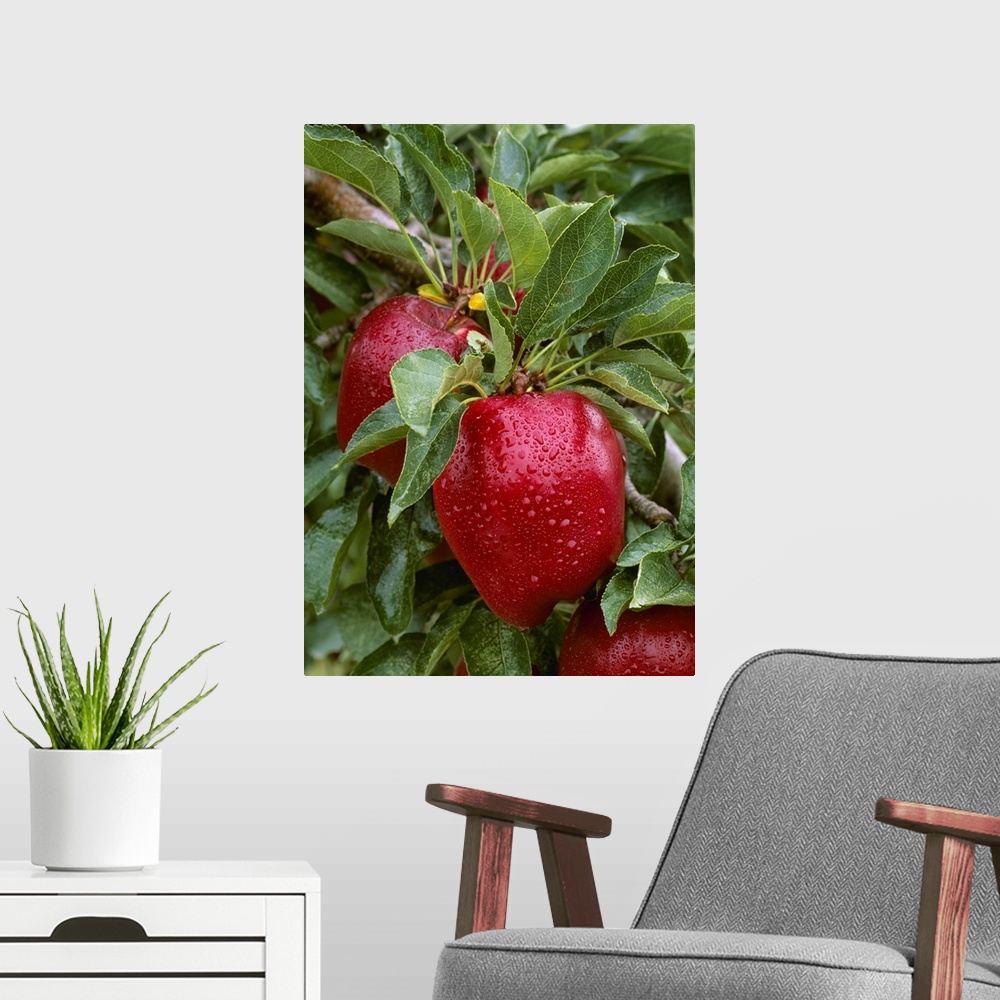 A modern room featuring Red Delicious apples on the tree, ripe and ready for harvest, with raindrops