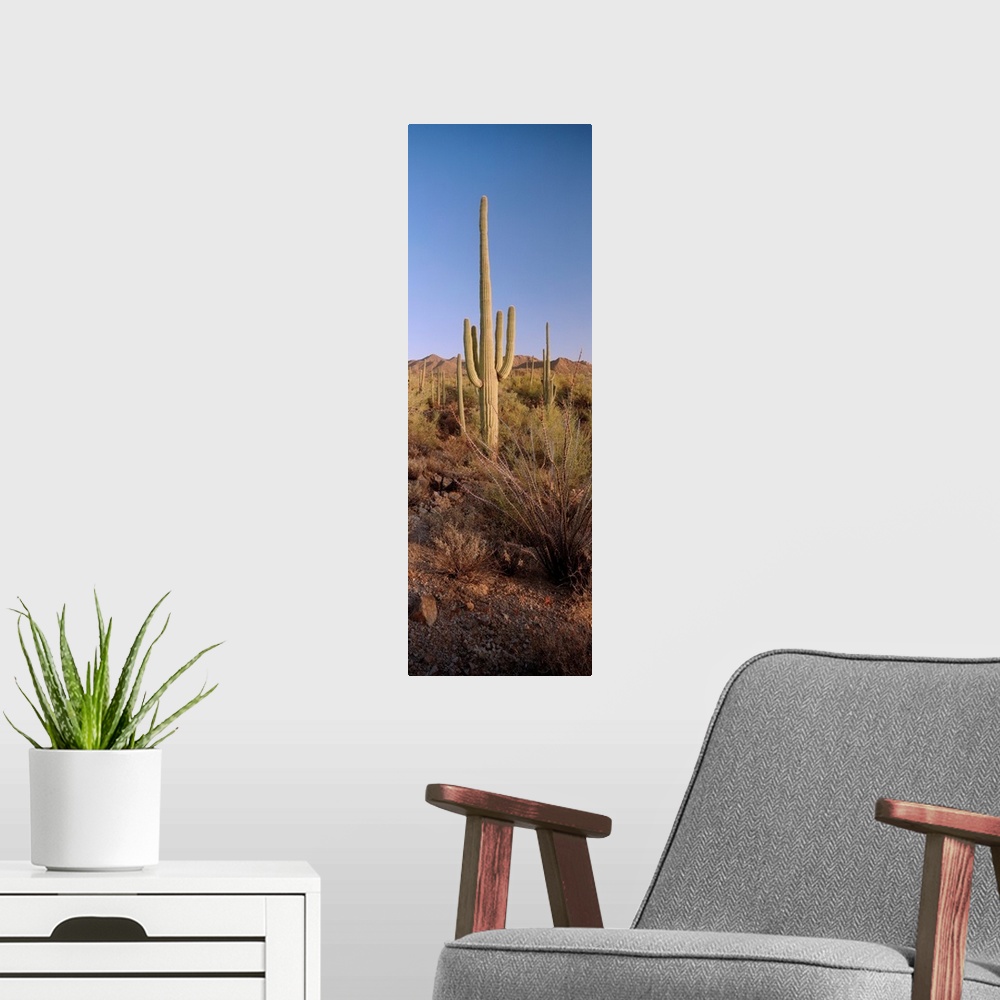 A modern room featuring Saguaro National Park, Arizona, USA