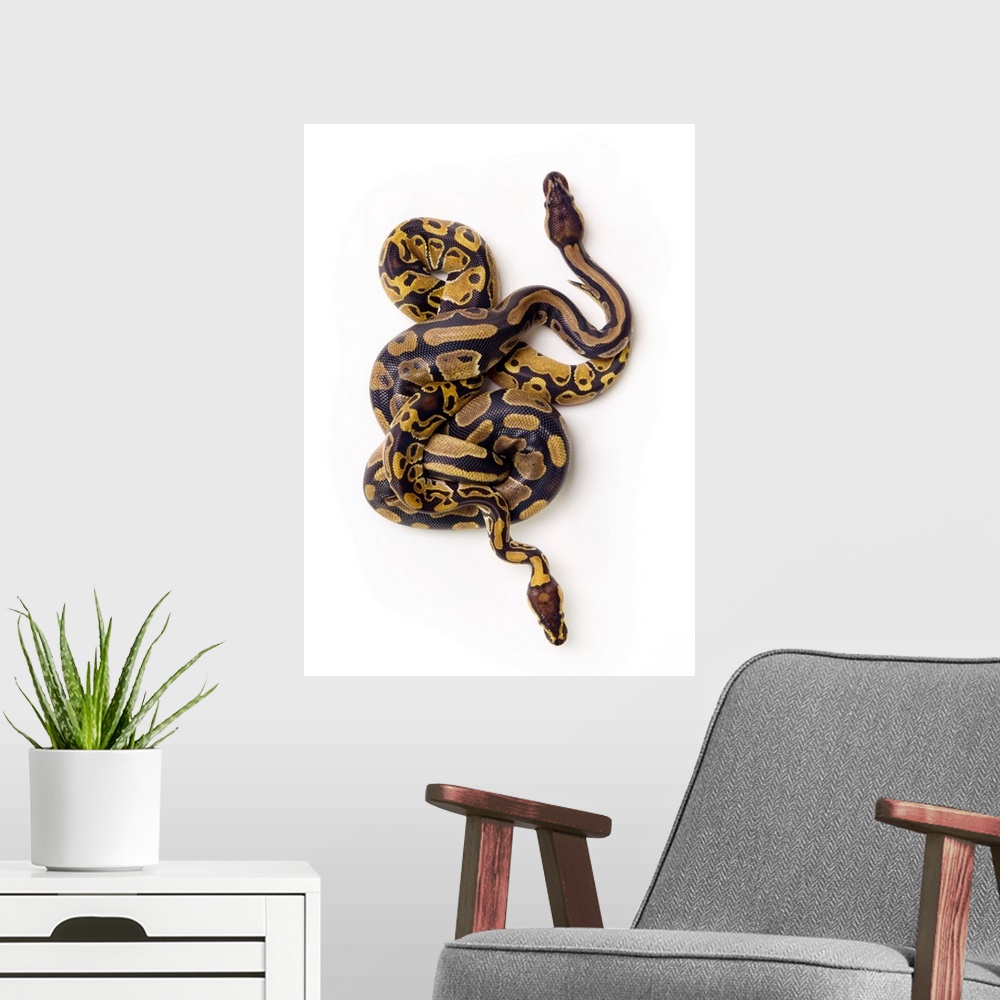 A modern room featuring Two Ball Python Snakes Intertwined