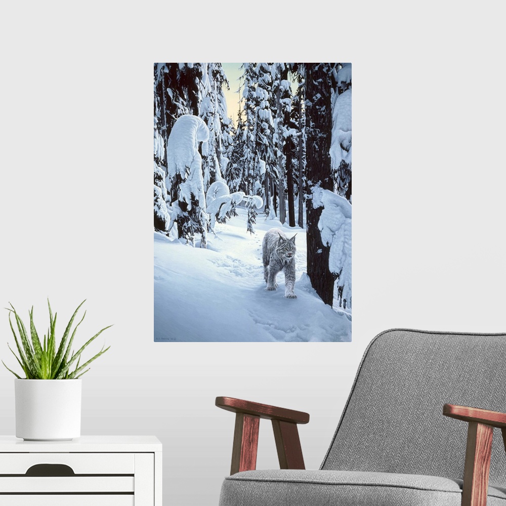 A modern room featuring A bobcat walking through the winter woods.