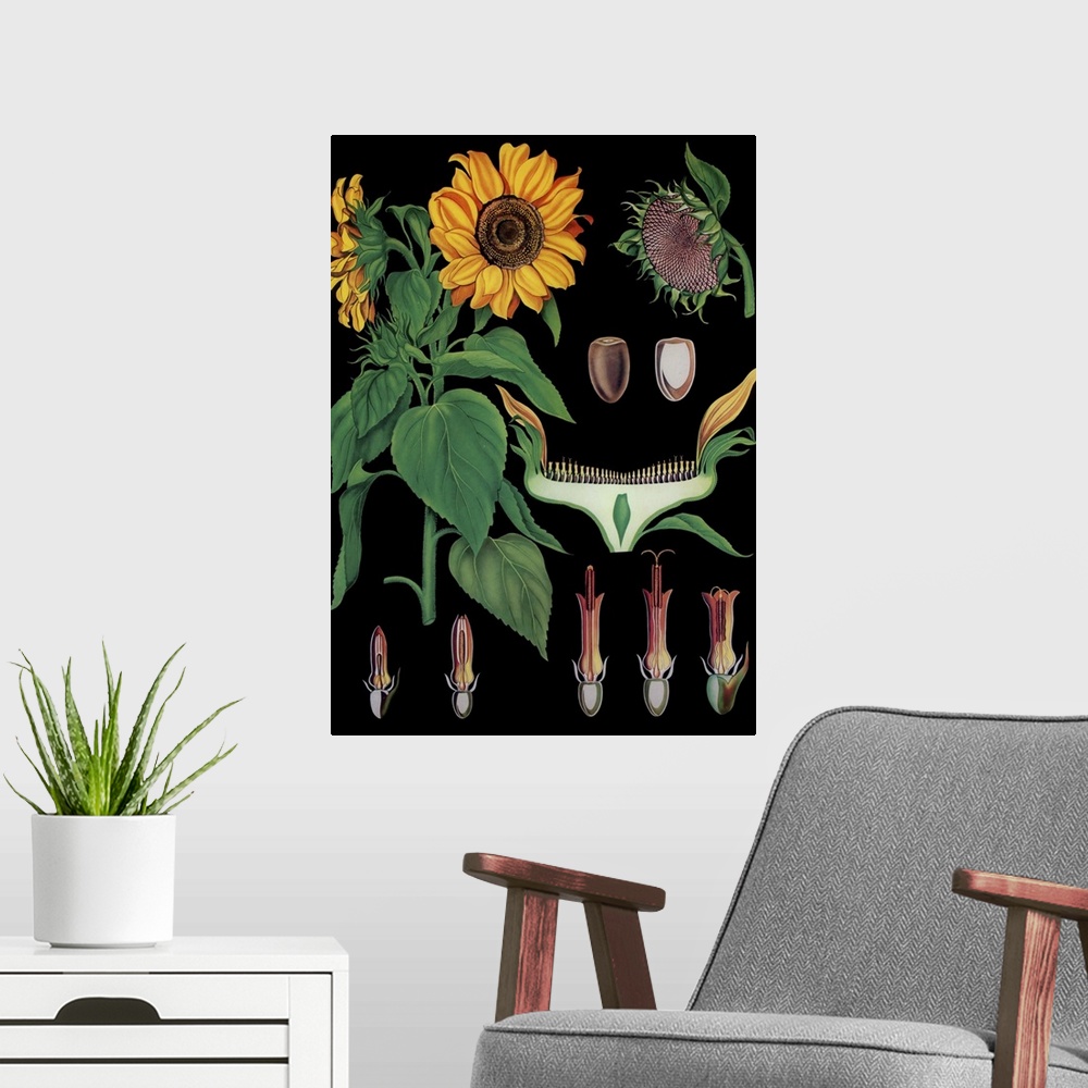 A modern room featuring Sunflower - Botanical Illustration