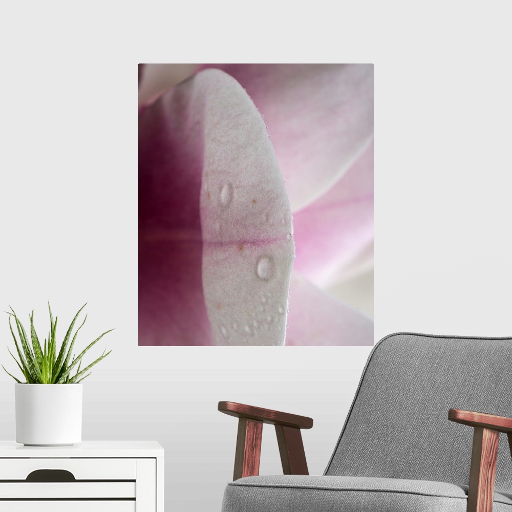 A modern room featuring Abstract photograph of a pink petal in reflection.