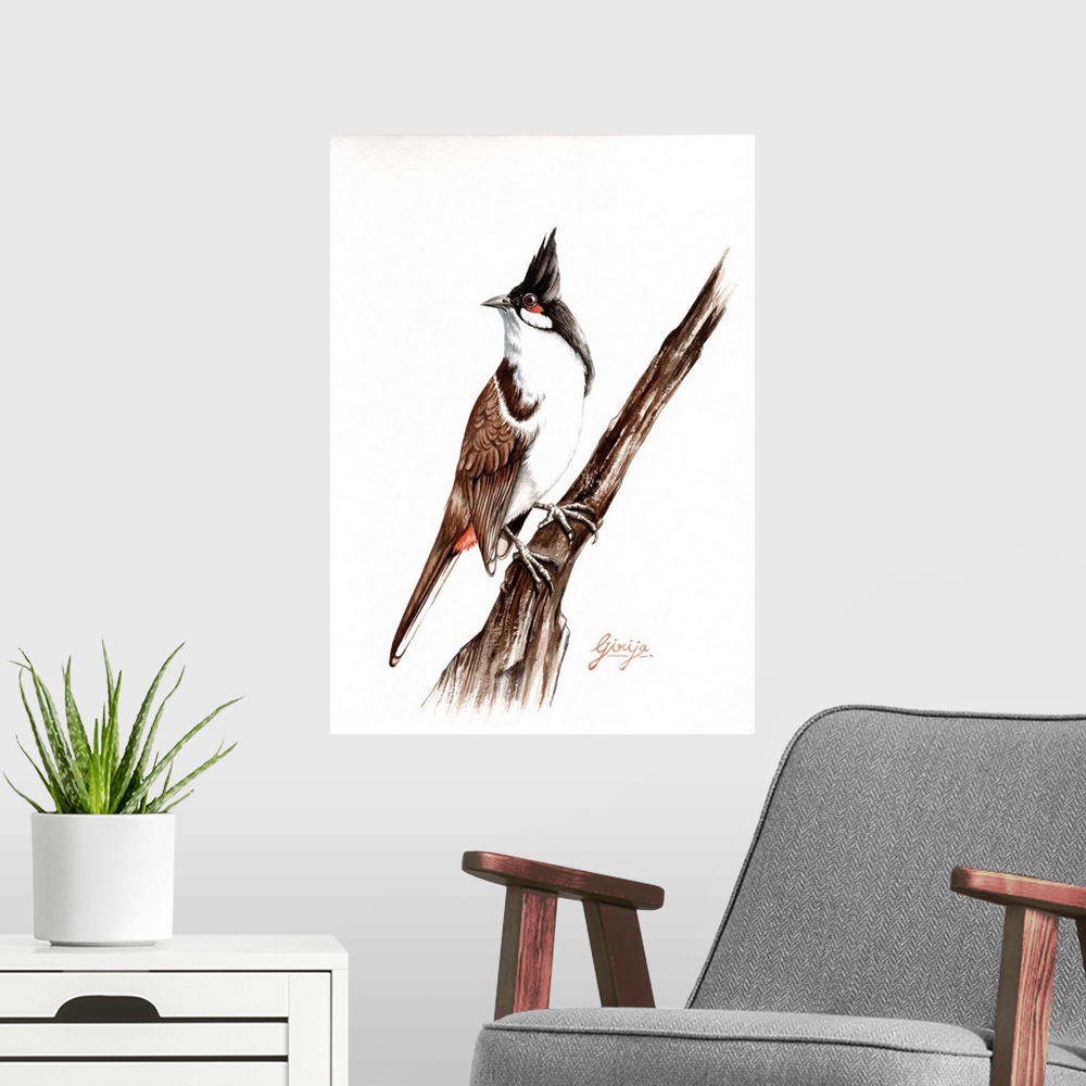 A modern room featuring The red-whiskered bulbul is has brown upper-parts and whitish underparts with buff flanks and a d...