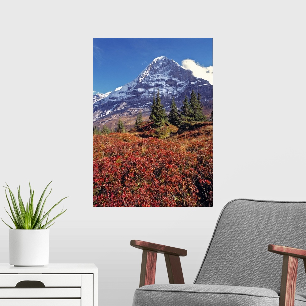 A modern room featuring Europe, Switzerland, Eiger. Vibrant red foliage colors the trail below the Eiger, a World Heritag...