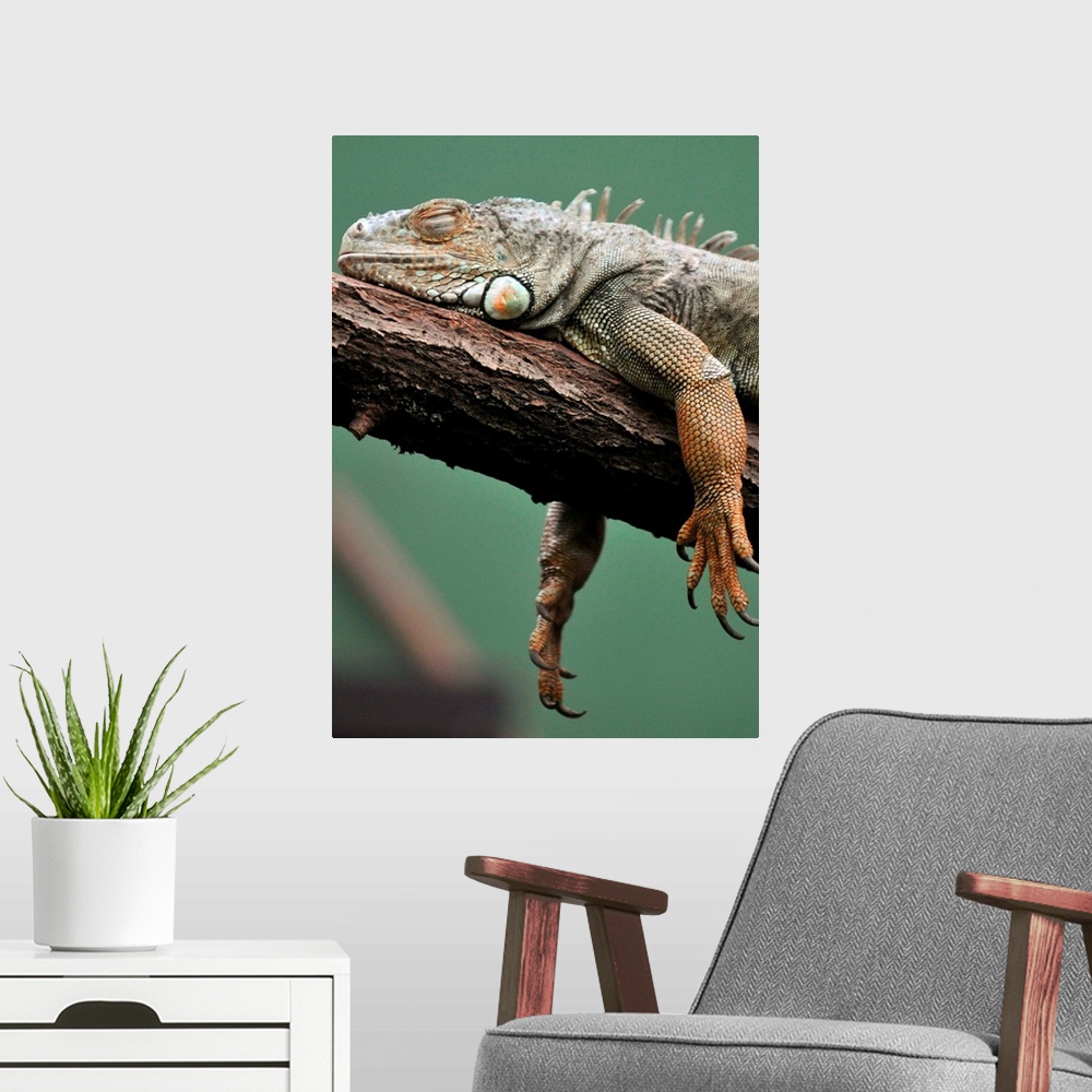 A modern room featuring A Gruener Iguana Resting On Branch