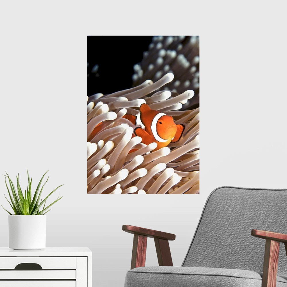 A modern room featuring A clownfish hiding in an anemone