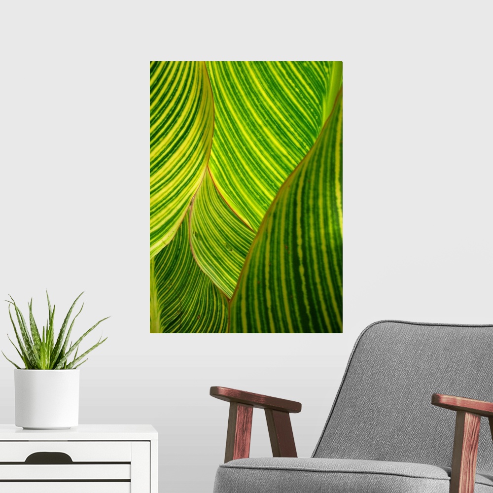 A modern room featuring Backlit striped dwarf canna lily leaves
