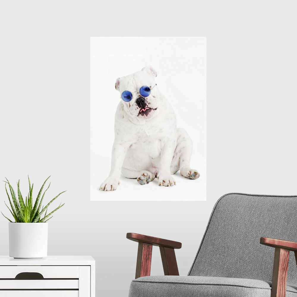 A modern room featuring white background, white bulldog, blue tinted glasses, portrait