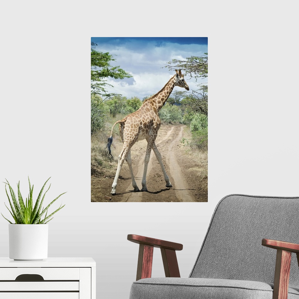 A modern room featuring Giraffe crossing road in Masai Mara National Reserve in Kenya.