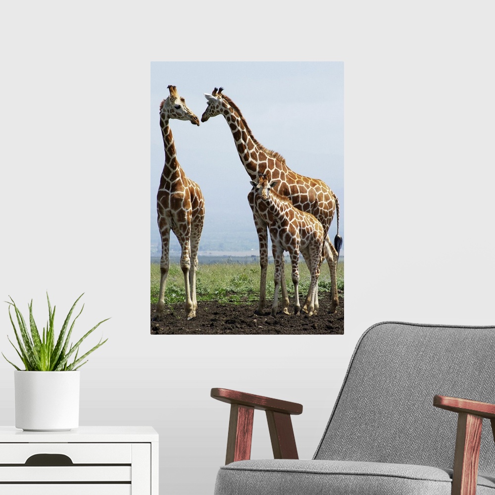 A modern room featuring Giraffe family in Aberdare, Kenya.