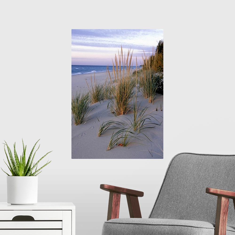 A modern room featuring PICTURED ROCKS NATIONAL LAKESHORE. LAKE SUPERIOR.  BEACH or MARRAM GRASS . Pioneer dune-building ...