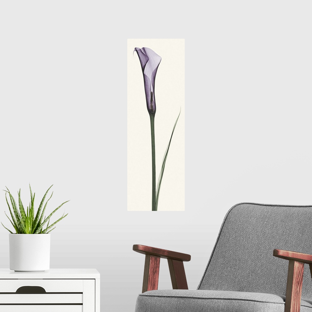 A modern room featuring X-Ray photograph of a purple calla lily against a white background.