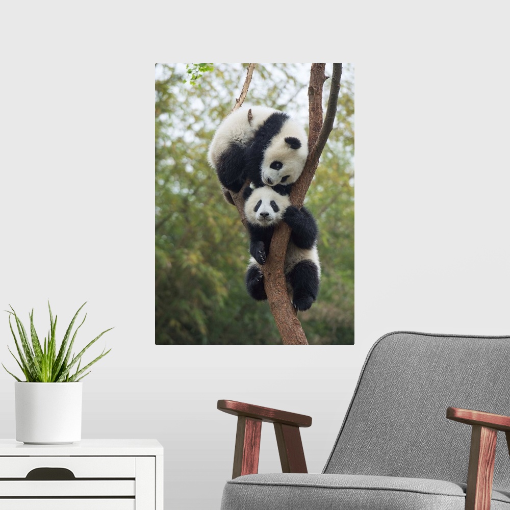 A modern room featuring Giant Panda (Ailuropoda melanoleuca) eight month old cubs playing in tree, Chengdu, Sichuan, China.