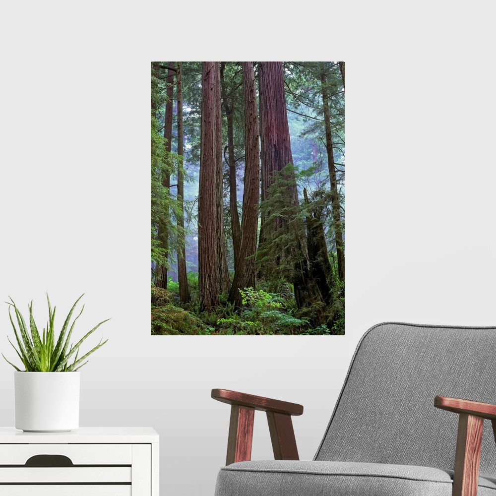 A modern room featuring Old growth forest of Coast Redwood, Del Norte Coast Redwoods State Park, California