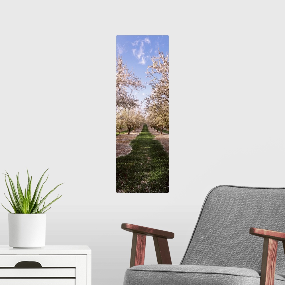 A modern room featuring This is a vertical photograph of flowering trees in rows in this nature photograph.