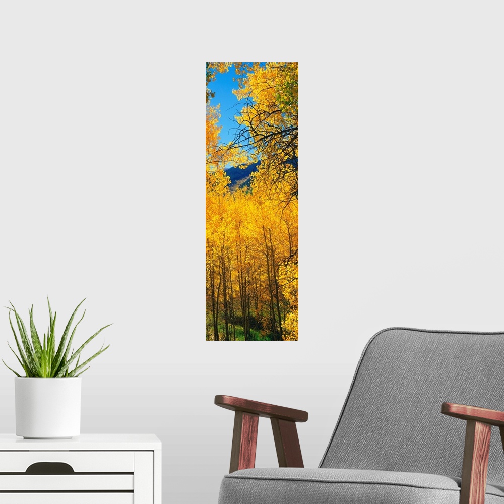 A modern room featuring Aspen trees in autumn, Colorado