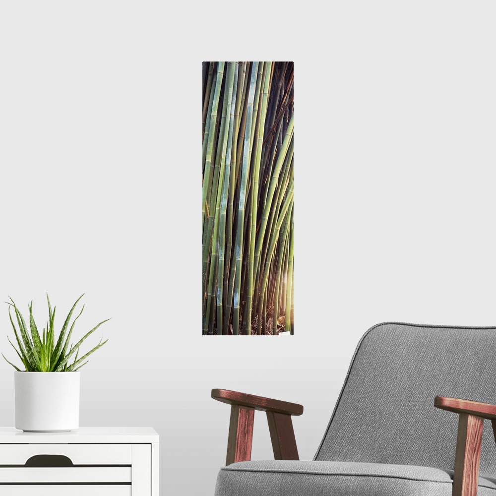 A modern room featuring Bamboo, Kanapaha Gardens, Gainesville, Florida