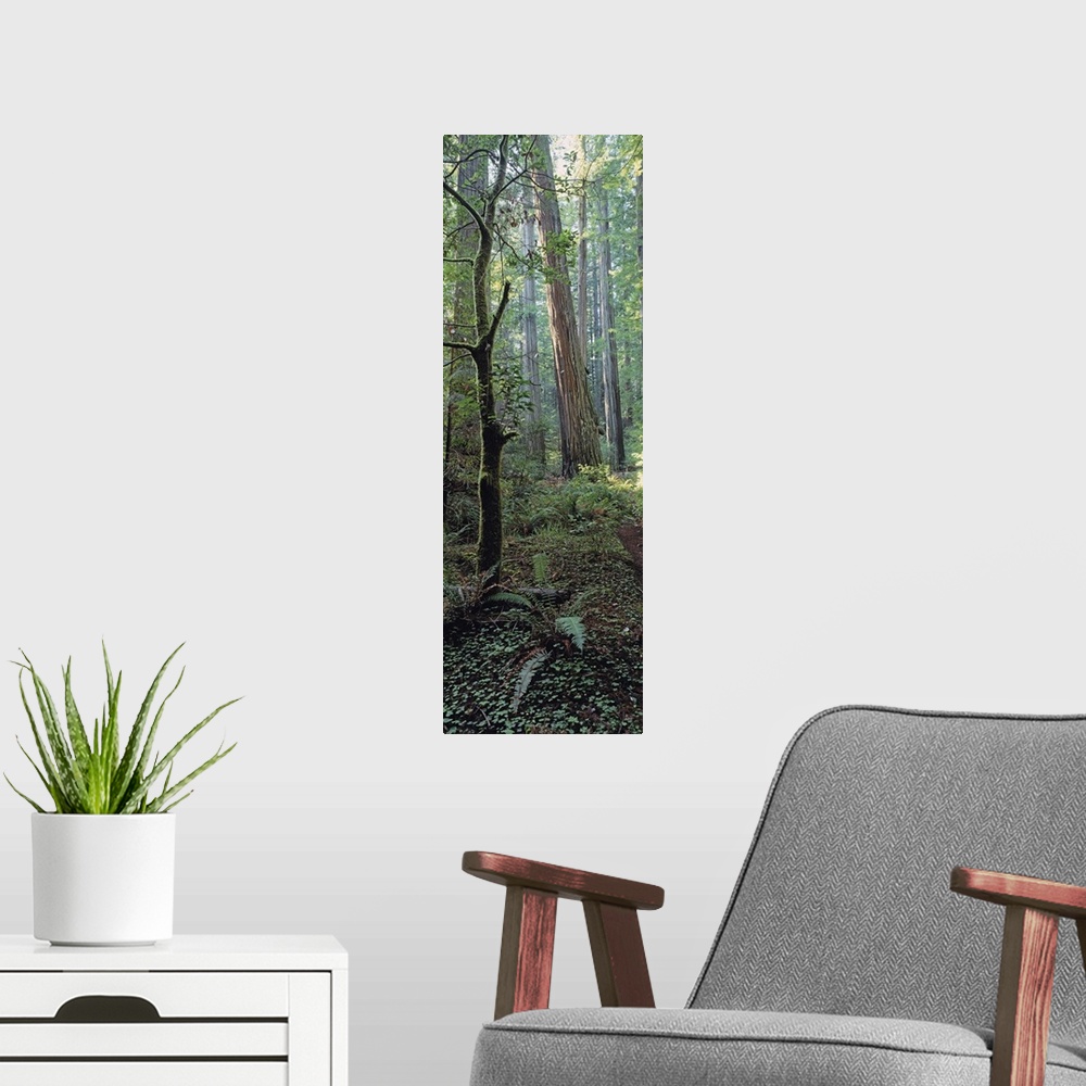 A modern room featuring California, Humboldt County, Redwood State Park, Close-up of tree trunks