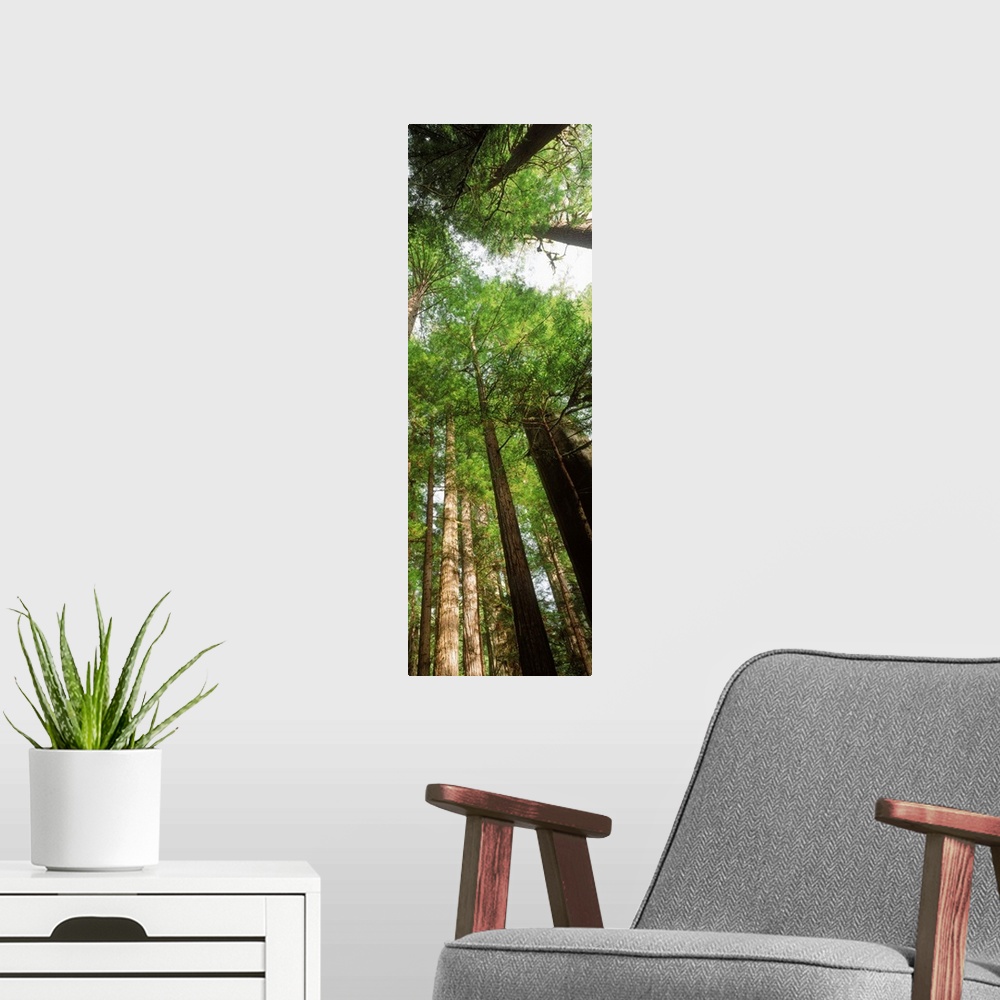 A modern room featuring Coast Redwood (Sequoia sempivirens) trees in a forest, California