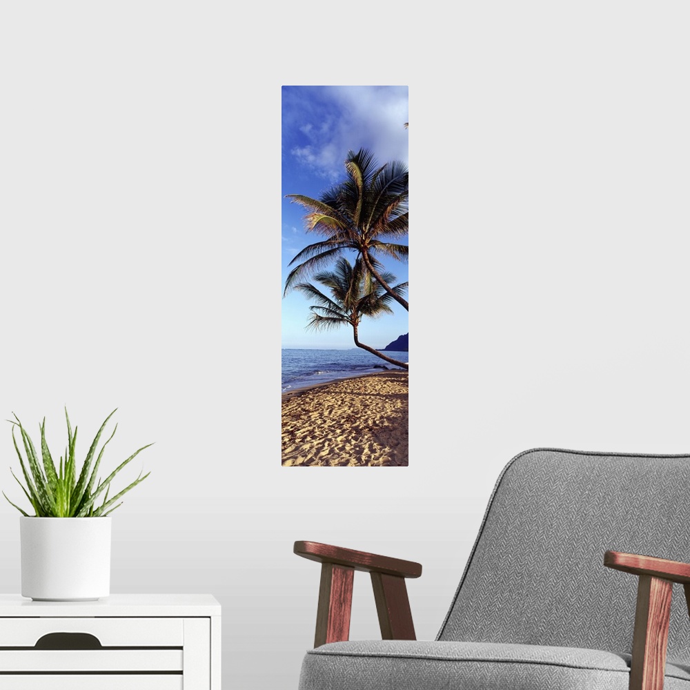 A modern room featuring Vertical panoramic image of crooked palm trees sticking out over a sandy beach on a clear day.