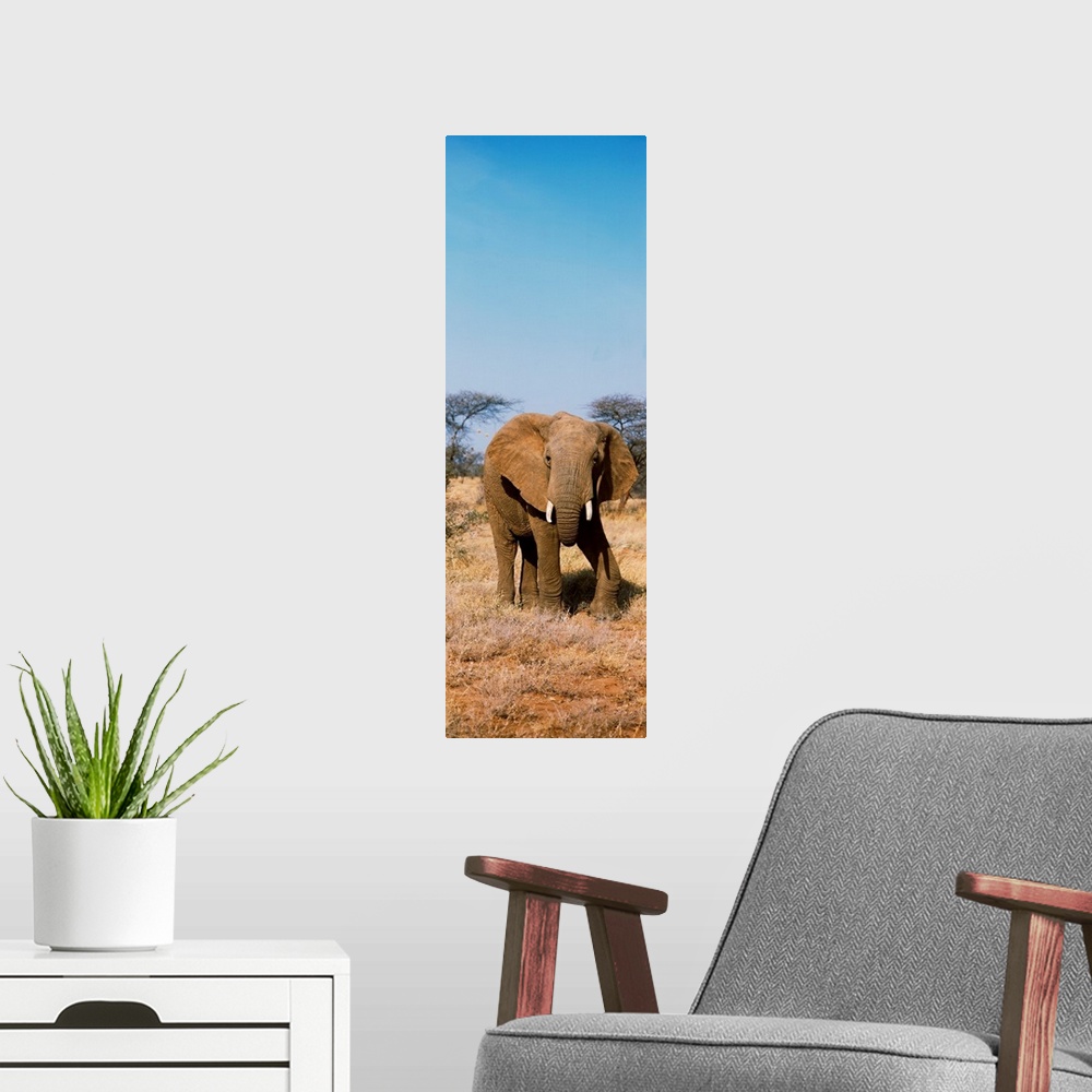 A modern room featuring Elephant Kenya